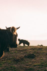 Una mucca, un cane e un agricoltore durante il tramonto